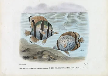 Poisson-papillon, 1863-79